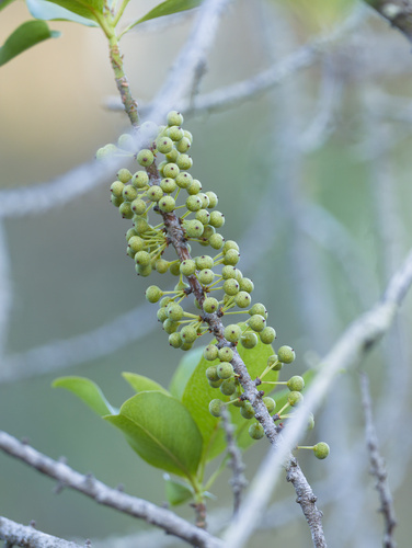 Myrsine lanaiensis observed 2025-12-25