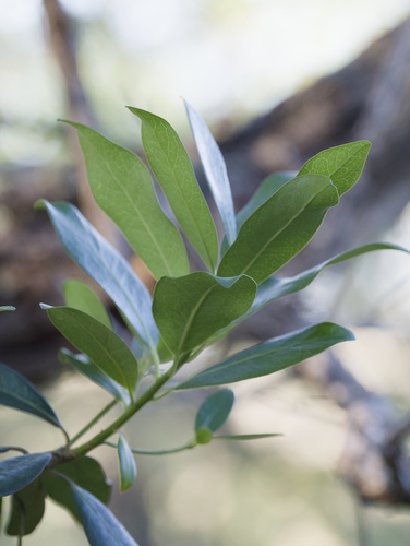 Myrsine lanaiensis observed 2025-12-25