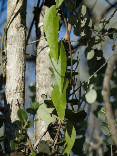 Cocculus orbiculatus observed 2025-12-25