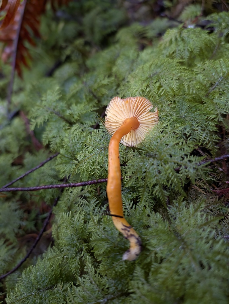 Hygrocybe constans · December 2025 · photo: © trevvan (iNaturalist, cc-by)