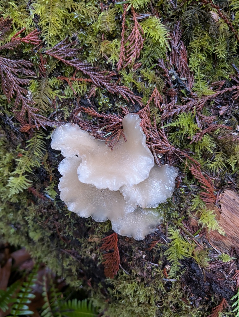 Pseudohydnum gelatinosum · December 2025 · photo: © trevvan (iNaturalist, cc-by)