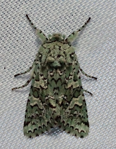 iNaturalist observation photo of Feralia februalis