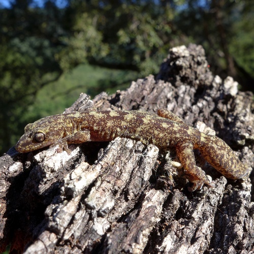 European Leaf-toed Gecko, Gola su Gorropu, photo 10 of 10