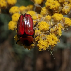 Leucocelis haemorrhoidalis