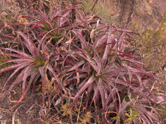 Puya densiflora