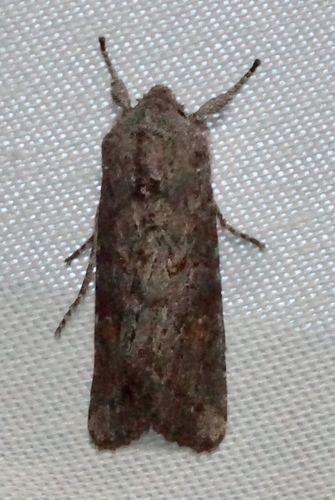 iNaturalist observation photo of Armyworm Moths
