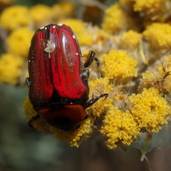 Leucocelis haemorrhoidalis