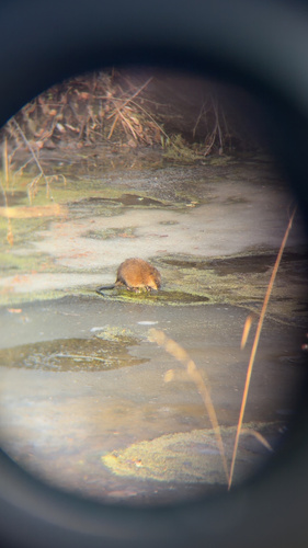 Muskrat