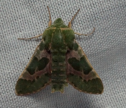iNaturalist observation photo of Pacific Green Sphinx