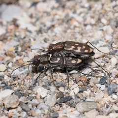 Lophyra flexuosa sardea
