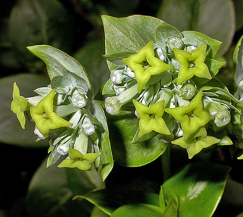 Kadua cordata observed 2005-04-16