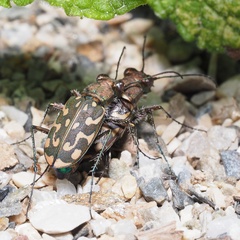 Lophyra flexuosa sardea