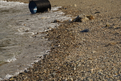 Charadrius alexandrinus