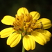Wollastonia biflora - Photo no hay derechos reservados, subido por 葉子