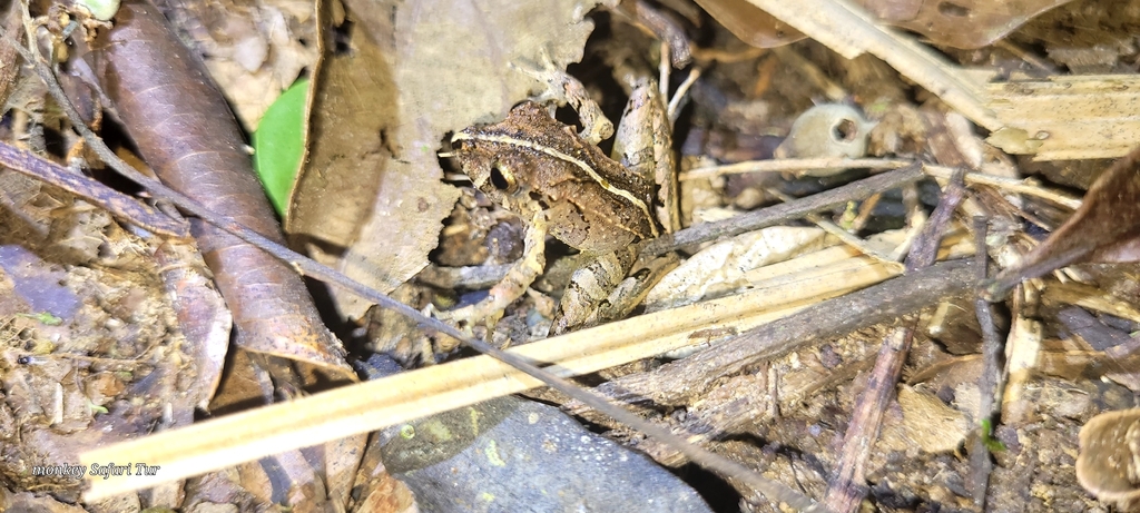 Itatiaia Robber Frog