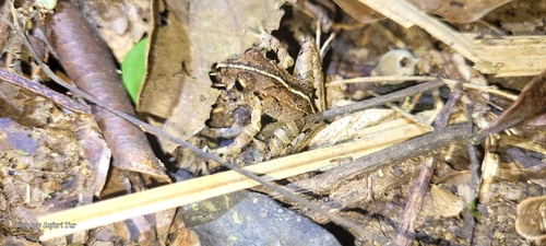 Black-bellied Robber Frog, Ischnocnema nigriventris