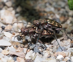Lophyra flexuosa sardea