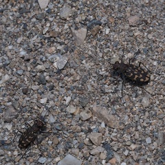 Lophyra flexuosa sardea