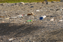 Charadrius alexandrinus