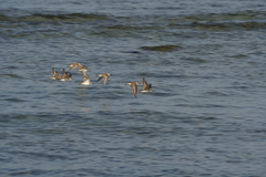 Charadrius alexandrinus
