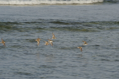 Charadrius alexandrinus