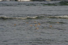Charadrius alexandrinus