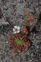 Drosera patens