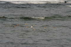 Charadrius alexandrinus