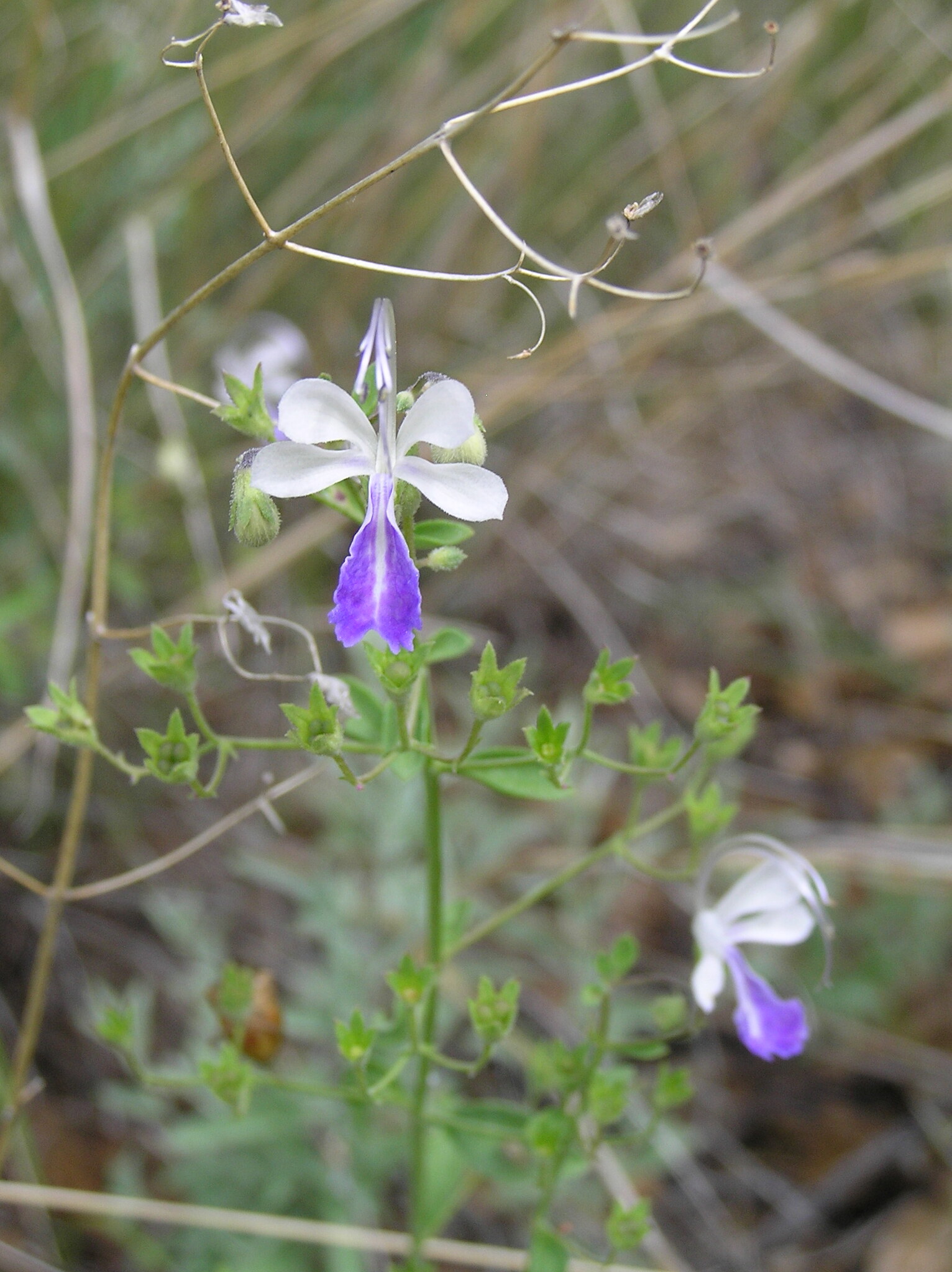 Arizona Bluecurls (Trichostema arizonicum)