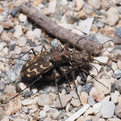 Lophyra flexuosa sardea