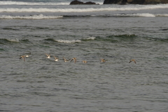 Charadrius alexandrinus