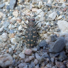 Lophyra flexuosa sardea