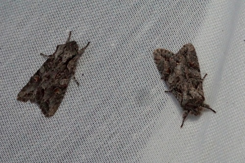 iNaturalist observation photo of Egira hiemalis