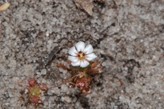 Drosera patens