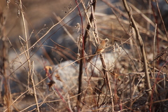 Sinosuthora webbiana