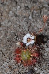 Drosera patens