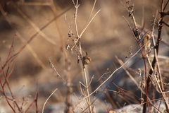 Sinosuthora webbiana