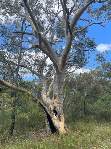 Eucalyptus haemastoma