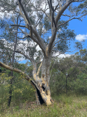Eucalyptus haemastoma, photograph (c) Dylan Wishart, some rights reserved (CC BY)