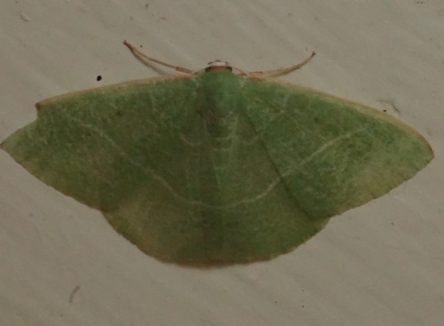 iNaturalist observation photo of Pink-margined Green