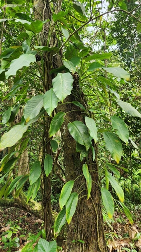 Rhaphidophora spuria observed 2025-12-27