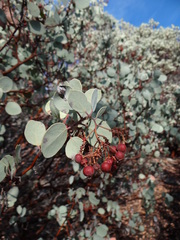 Arctostaphylos viscida mariposa