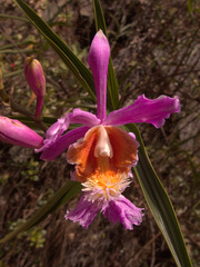 Sobralia dichotoma