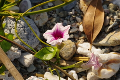 Ipomoea littoralis