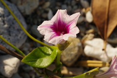 Ipomoea littoralis