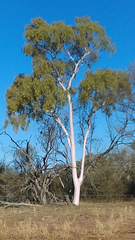 Corymbia aparrerinja