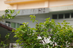 Zosterops japonicus loochooensis