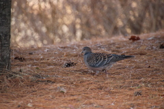 Streptopelia orientalis