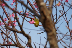 Zosterops japonicus loochooensis