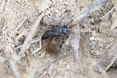 Tachysphex nigerrimus